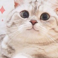mancat231